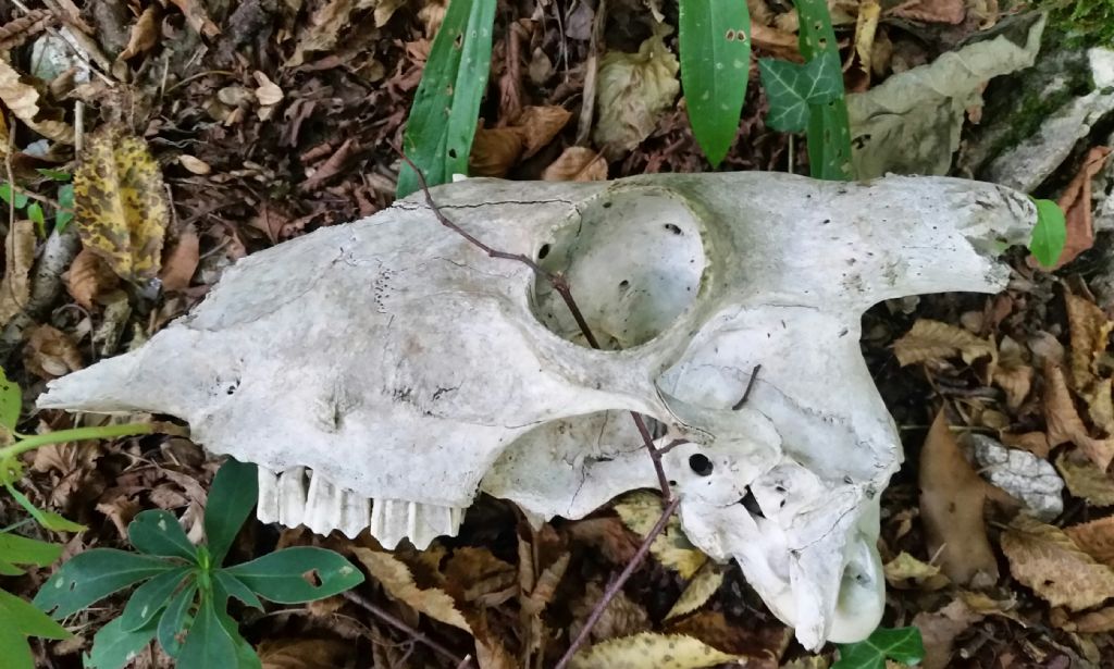 Cranio di capra?